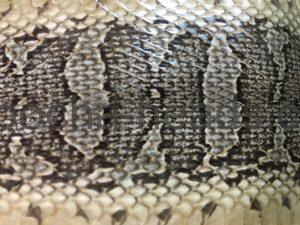 ヒロクチミズヘビ1